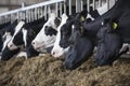 Heads of black and white holstein cows feeding in stable in the Royalty Free Stock Photo