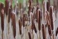 Heads of Bulrushes Royalty Free Stock Photo