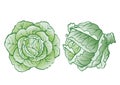 Heads of cabbage