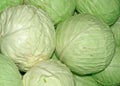 Head cabbage