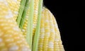 Heads of corn with white and yellow grains on a black background. Corn on a black background. Colored corn. Royalty Free Stock Photo