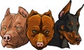 Heads of dogs pitbull dobermann bulldog vector Royalty Free Stock Photo