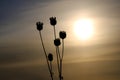 Heads of dried grass against the setting sun, silhouettes of a dry plant in winter Royalty Free Stock Photo