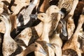 Heads of a flock of ducks gathered randomly Royalty Free Stock Photo