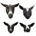 Heads of four cute little lambs and sheep in black and white isolated on a white background