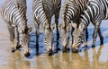 Heads of four drinking plains zebras Equus quagga in a river in the Tarangire NP