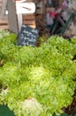 Heads of freshly picked lettuce, in a french, farmers market Royalty Free Stock Photo