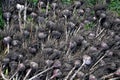 Heads of Garlic lat. ÃÂllium satÃÂ­vum, just pulled out of the ground, lie in the garden during the harvest Royalty Free Stock Photo