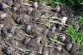 The heads of Garlic lat. ÃÂllium satÃÂ­vum, just pulled out of the ground, lie on the grass in the garden during the harvest Royalty Free Stock Photo