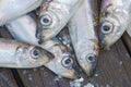 Heads of a group of baltic herring
