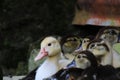 The heads of a group of cute littel ducks, one with a white color the rest has a normal coloration