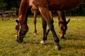 heads and legs of a grazing mare and foal