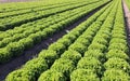 heads of lettuce in the field cultivated in summer on sandy soil Royalty Free Stock Photo