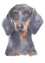 Water colour painting portrait of Miniature Dachshund 102