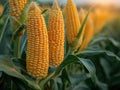 heads of raw corn in field Royalty Free Stock Photo
