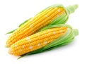 Heads of raw corn white background Royalty Free Stock Photo