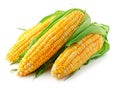 Heads of raw corn white background Royalty Free Stock Photo