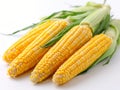Heads of raw corn white background Royalty Free Stock Photo
