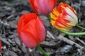 Heads of a red and a yellow-red tulips