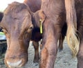 Heads or tails funny cows front and back closeup