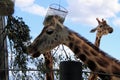 Giraffes at Sydney`s Taronga Zoo Feeding in the Open