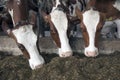 heads of three red brown cows feeding on prepared grass in stable Royalty Free Stock Photo