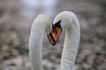 Heads Together - Swan Teamwork