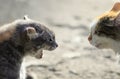 heads of two aggressive cats facing each other, hiss at each other