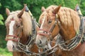 The heads of two brown horses