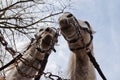 Two carriage horses Royalty Free Stock Photo