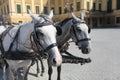 Heads of two gray horses in Vienna, Austria Royalty Free Stock Photo