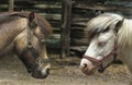 Heads of two horses.