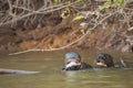 Heads Up: Two Wild Giant Otters Eating Fish and Screaming n River Royalty Free Stock Photo