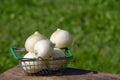 Heads of white round onions in a metal shopping basket on a natural background. The concept of collecting fresh harvest