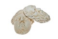 Heads of Zeus and Hera sculptures
