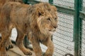 Headshot of African male lion a king of animals