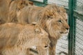 Headshot of African male lion a king of animals