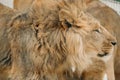 Headshot of African male lion a king of animals