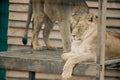 Headshot of African male lion a king of animals