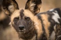 A headshot of an African Wild Dog intently looking towards the camera