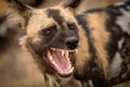 A headshot of an African Wild Dog with its mouth open