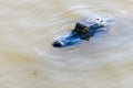 Alligator Headshot in the Atchafalaya River Basin of Louisiana