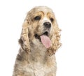 American cocker spaniel panting and sticking out tongue on white background Royalty Free Stock Photo