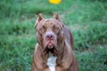 headshot american pitbull terrier The big brown in the lawn looks scary, but the pitbull actually has a cute, playful character