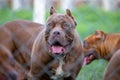 headshot american pitbull terrier The big brown in the lawn looks scary, but the pitbull actually has a cute, playful character