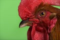Headshot of an Ardennaise rooster against green background