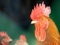 Headshot of Ardennaise rooster against green Royalty Free Stock Photo