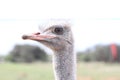 A headshot of a beautiful ostrich