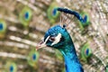 A headshot of a beautiful peacock. Royalty Free Stock Photo