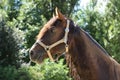 Close-up portrait of a young morgan breed stallion portrait in the paddock on a clear sunny day Royalty Free Stock Photo